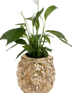 Hot KARE Design Doniczka Lion 40x44 cm złota - KARE