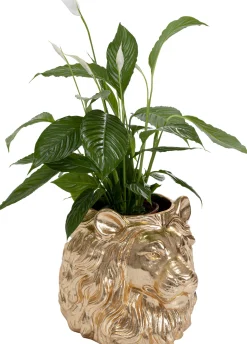 Hot KARE Design Doniczka Lion 40x44 cm złota - KARE