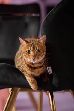 Discount KARE Design Krzesło Viva 50x82 cm czarne - nogi złote - KARE