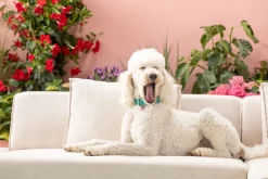 Online KARE Design Narożnik Infinity Ottomane 306x182 cm kremowy prawy - KARE