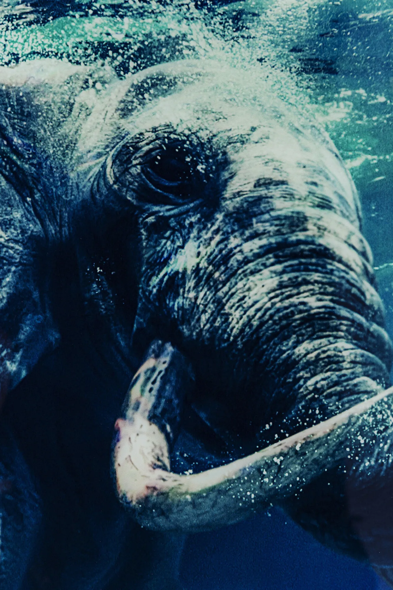 Sale KARE Design Obraz Glass Swimming Elephant 180x120 cm kolorowy - KARE