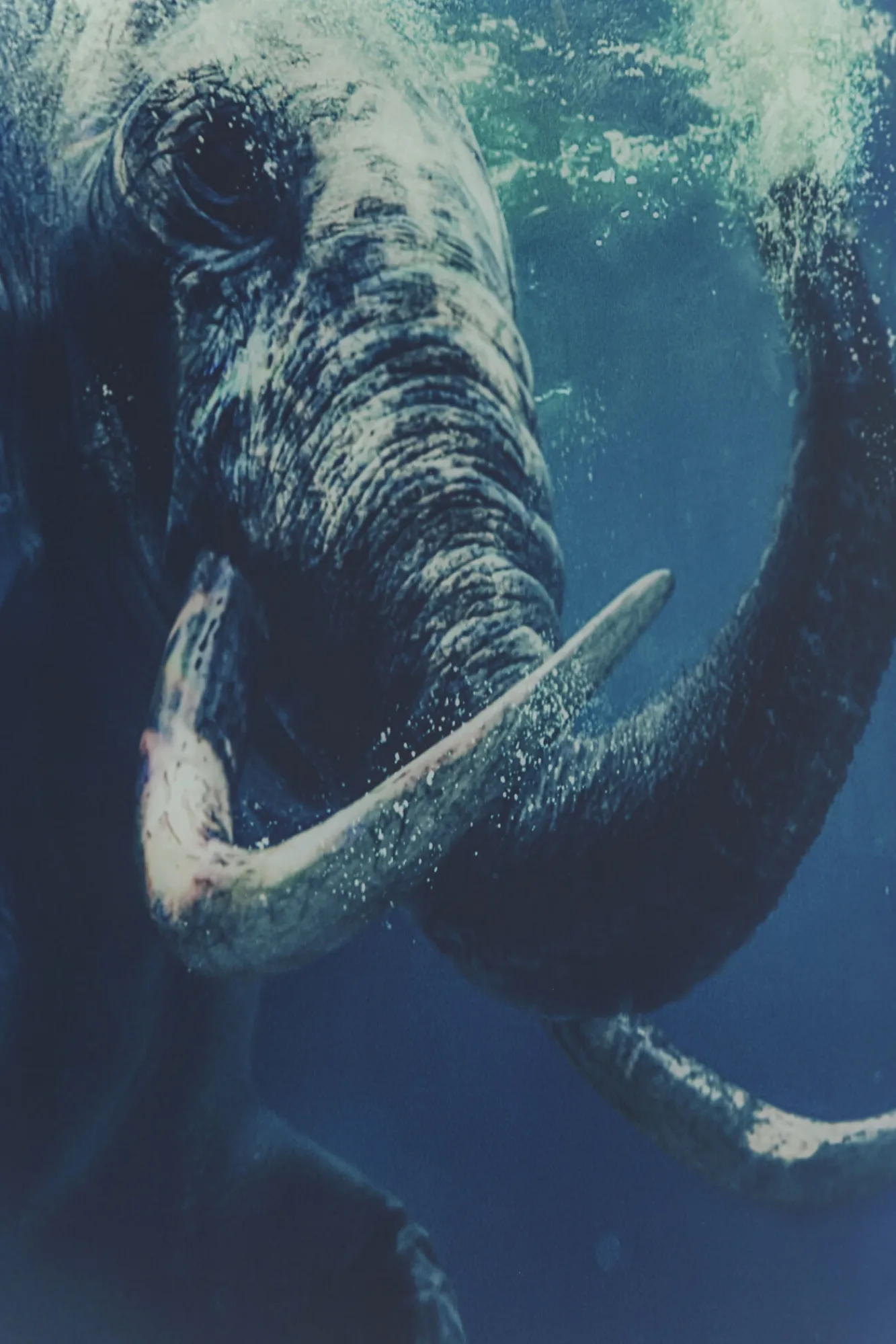 Sale KARE Design Obraz Glass Swimming Elephant 180x120 cm kolorowy - KARE