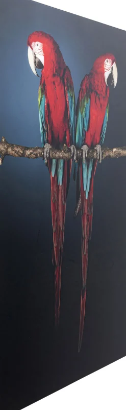 Discount KARE Design Obraz Twin Parrot 80x120 cm - KARE