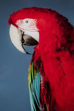 Discount KARE Design Obraz Twin Parrot 80x120 cm - KARE