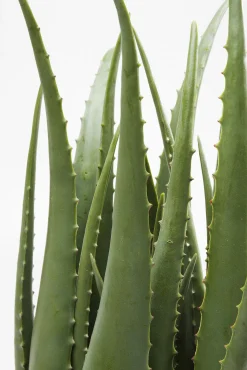 Outlet KARE Design Roślina dekoracyjna Aloe 69 cm - KARE