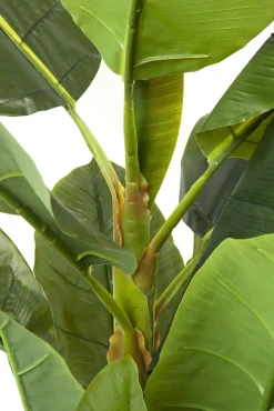 Fashion KARE Design Roślina dekoracyjna Banana Tree 180 cm - KARE