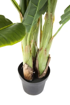 Fashion KARE Design Roślina dekoracyjna Banana Tree 180 cm - KARE