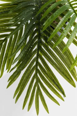 Discount KARE Design Roślina dekoracyjna Palm Tree 190 cm - KARE
