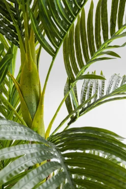 Discount KARE Design Roślina dekoracyjna Palm Tree 190 cm - KARE