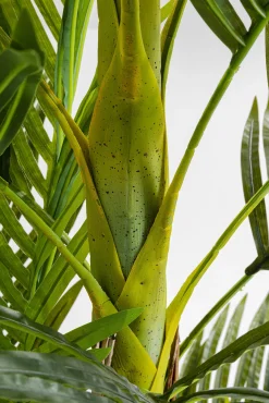 Discount KARE Design Roślina dekoracyjna Palm Tree 190 cm - KARE