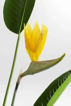 Fashion KARE Design Roślina dekoracyjna Paradise Flowers 190 cm - KARE