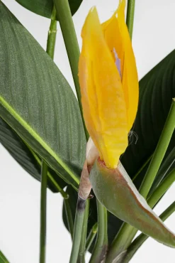 Fashion KARE Design Roślina dekoracyjna Paradise Flowers 190 cm - KARE