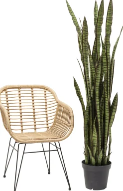 Discount KARE Design Roślina dekoracyjna Sansewieria 155 cm - KARE