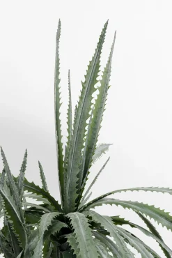 Best KARE Design Roślina sztuczna dekoracyjna drzewo smocze 155 cm - KARE