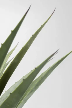 Sale KARE Design Roślina sztuczna dekoracyjna do salonu agawa 85 cm - KARE