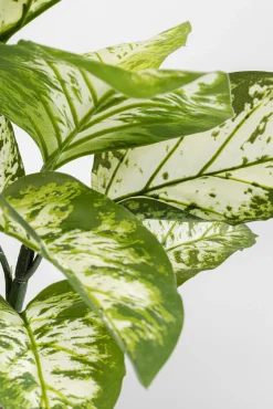 Hot KARE Design Roślina sztuczna do salonu difenbachia 100 cm - KARE